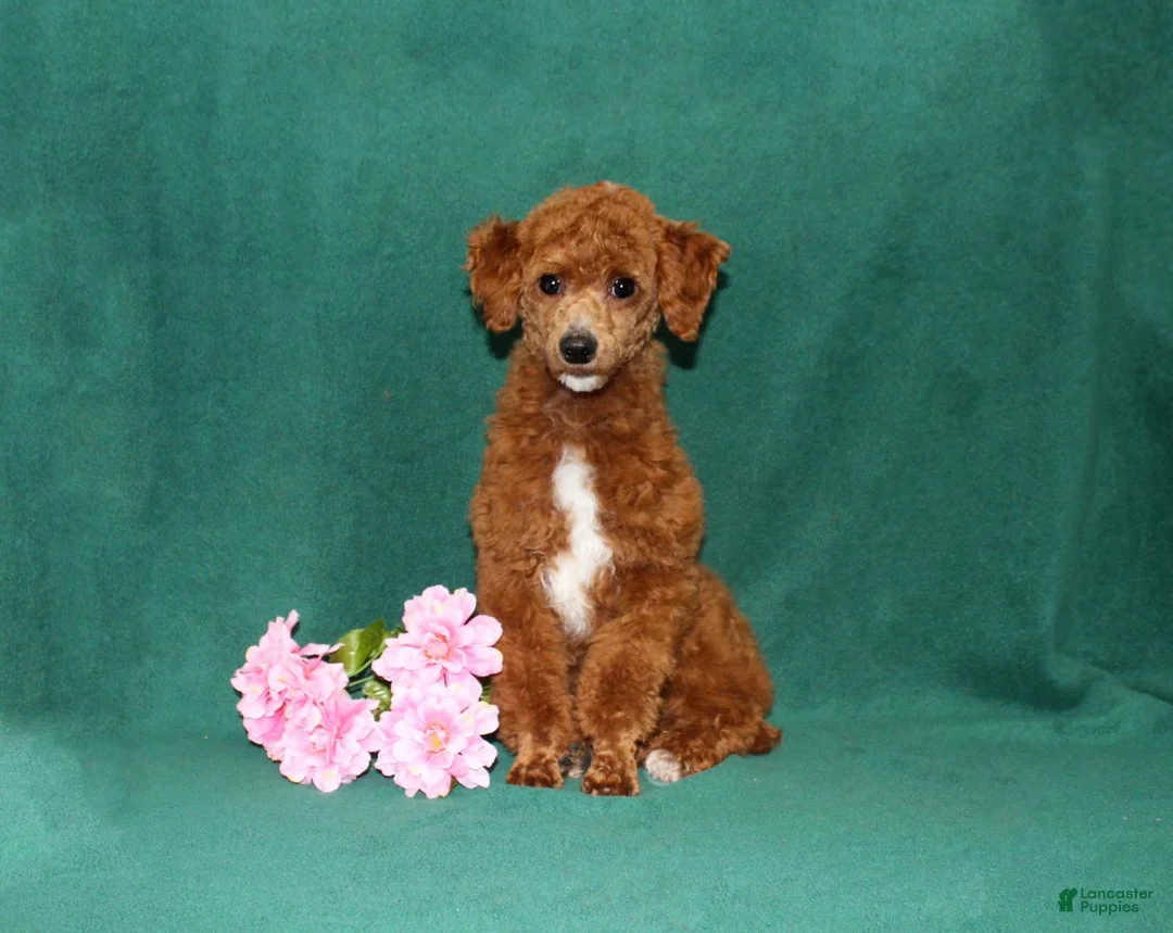 Cavapoo dogs for sale: BJ's Wanda - Ad 7