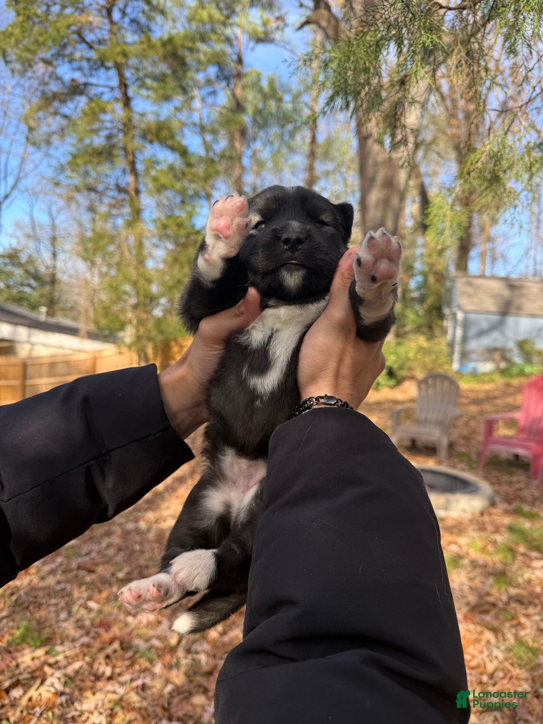 Siberian Husky dogs for sale: Dark - Ad 7