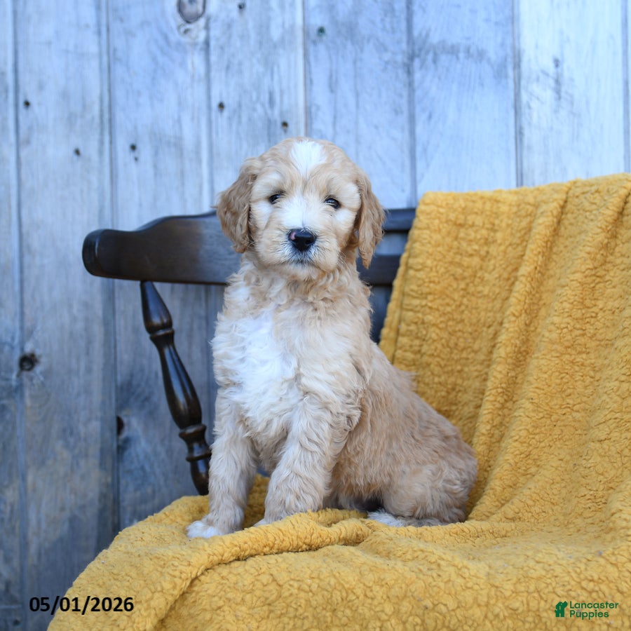 Goldendoodle dogs for sale: Colby Jack - Ad 2