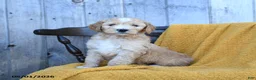 Goldendoodle dogs for sale: Colby Jack - Ad 1
