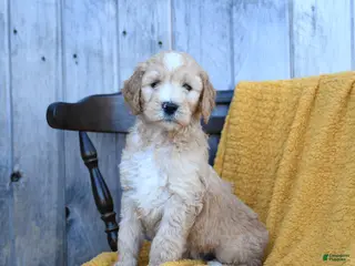 Goldendoodle dogs for sale: Colby Jack - Ad 2