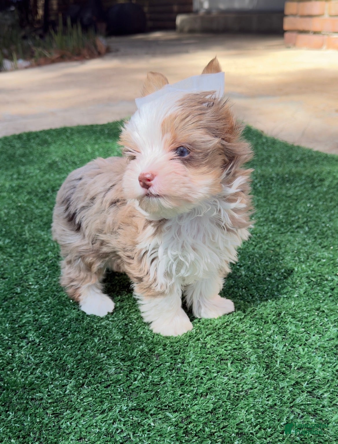 Yorkshire Terrier dogs Zuri - Ad 1