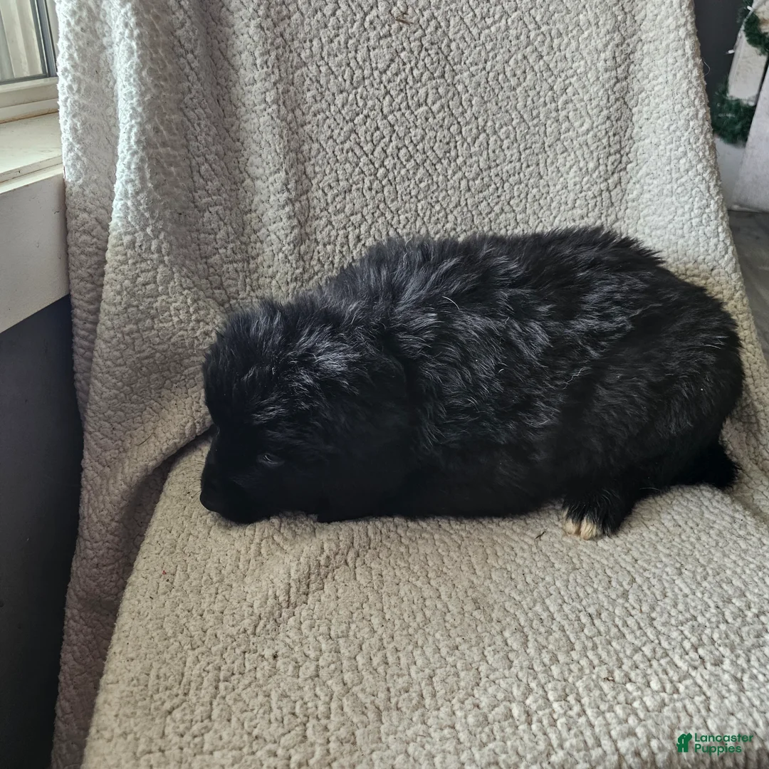 Mixed Breed dogs for sale: Max - Ad 4