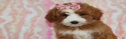 Mini Goldendoodle dogs for sale: Layla - Ad 4