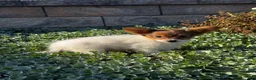 Papillon dogs for sale: River  - Ad 4