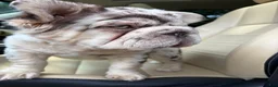 French Bulldog dogs for sale: French Bulldog 1 - Ad 1