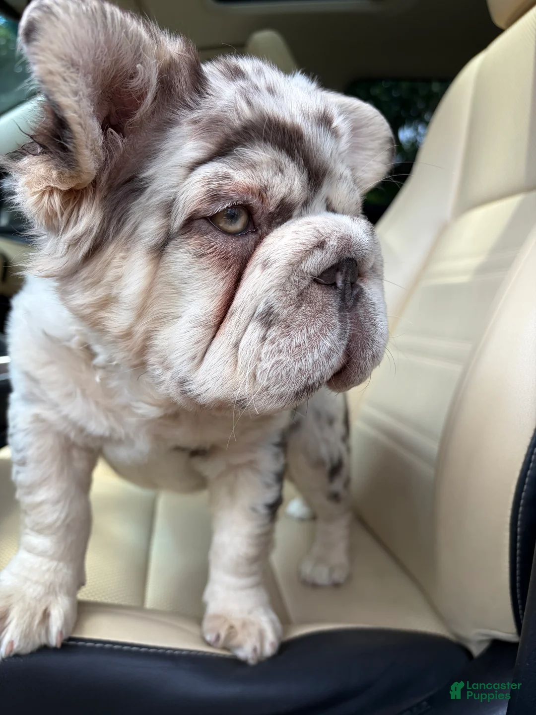 French Bulldog dogs for sale: French Bulldog 1 - Ad 1