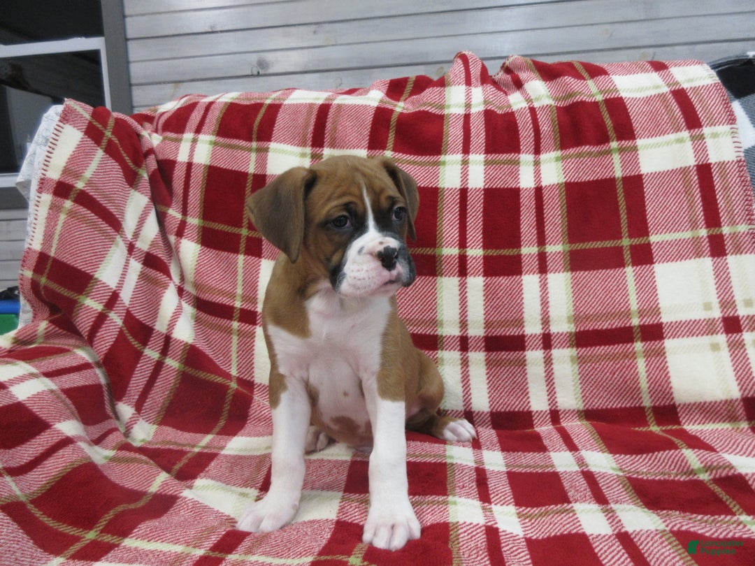 Boxer dogs for sale: Dontay - Ad 5