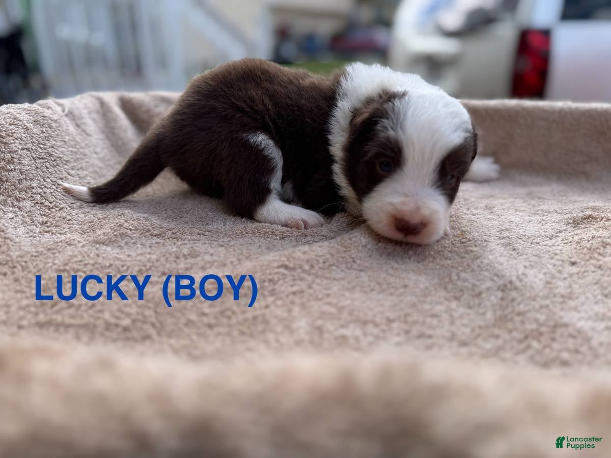 Border Collie dogs Lucky - Ad 8