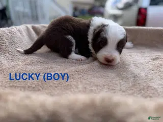 Border Collie dogs Lucky - Ad 19