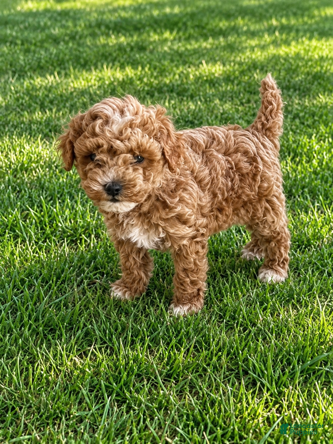 Cavapoo dogs for sale: Cooper  - Ad 2