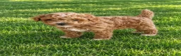 Cavapoo dogs for sale: Cooper  - Ad 2