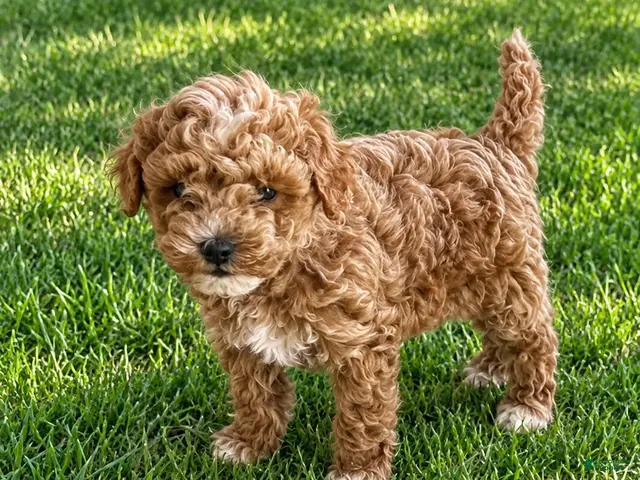 Cavapoo dogs for sale: Cooper - Ad 2