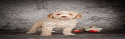 Mini Goldendoodle dogs for sale: Maverick - Ad 5
