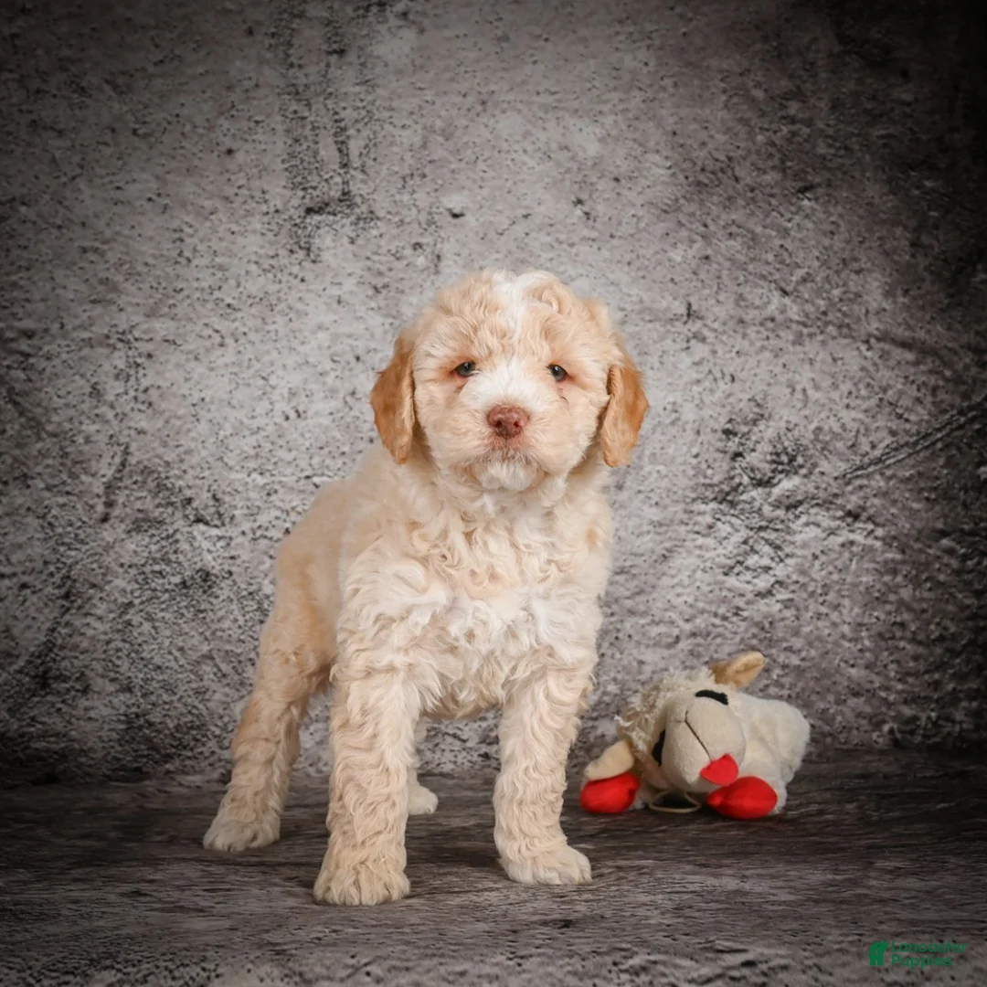 Mini Goldendoodle dogs for sale: Maverick - Ad 5