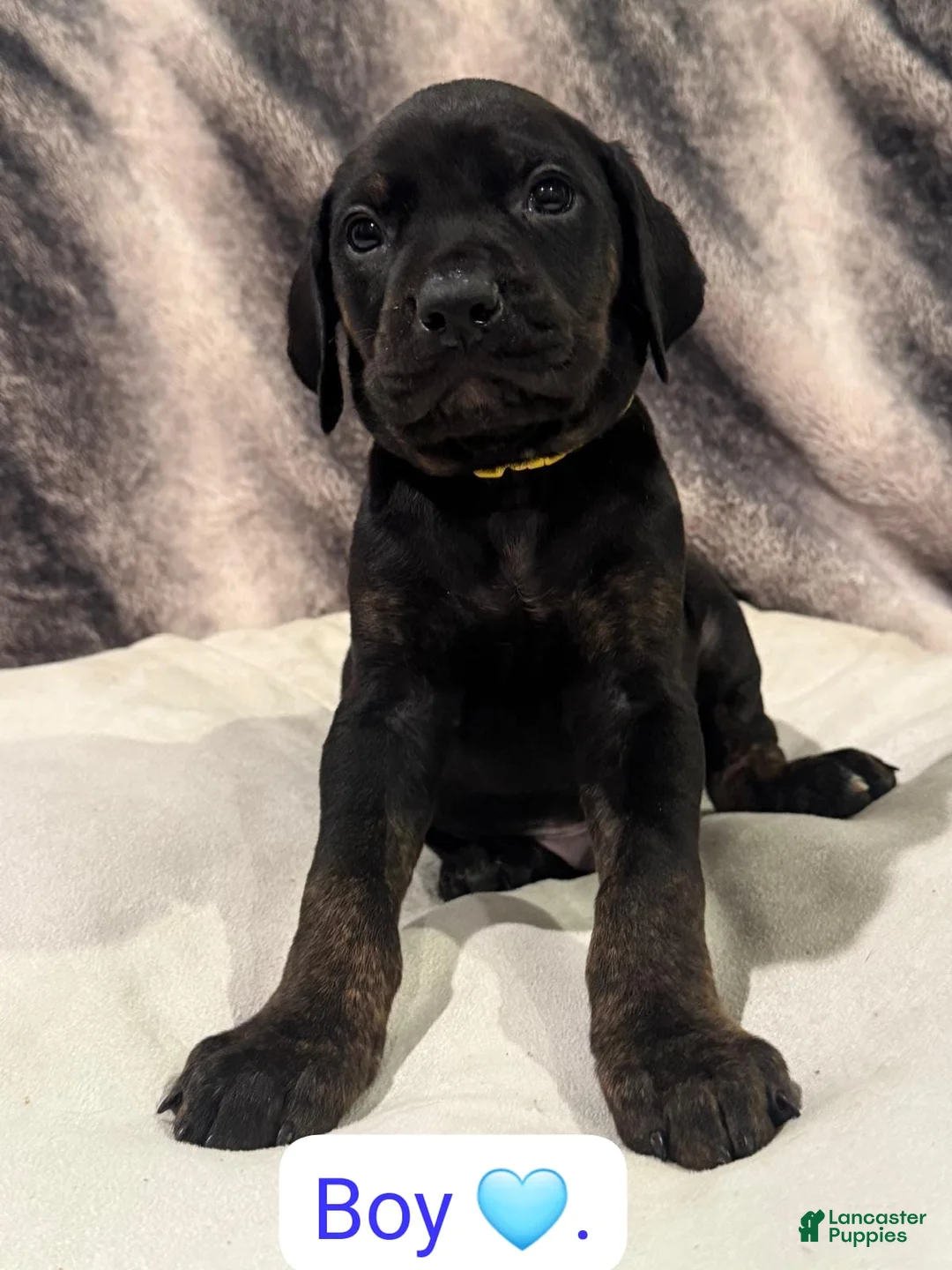 Mixed Breed dogs for sale: Red - Ad 1