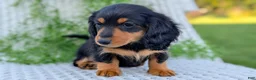 Miniature Dachshund dogs for sale: Riley - Ad 11