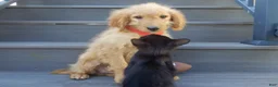 Mini Goldendoodle dogs for sale: Rover (medium) - Ad 3