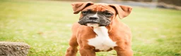 Boxer dogs for sale: Espresso - Ad 6