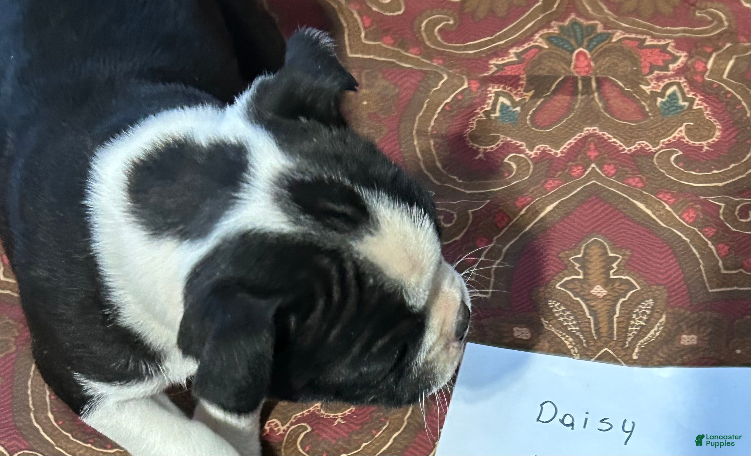 Boston Terrier dogs for sale: Boston Terrier Puppy 5 - Ad 4