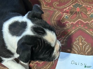 Boston Terrier dogs for sale: Boston Terrier Puppy 5 - Ad 4