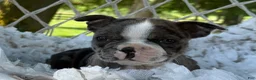 Boston Terrier dogs for sale: Macy - Ad 3