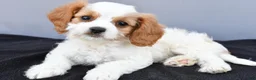 Cavapoo dogs for sale: Nikolaus - Ad 5