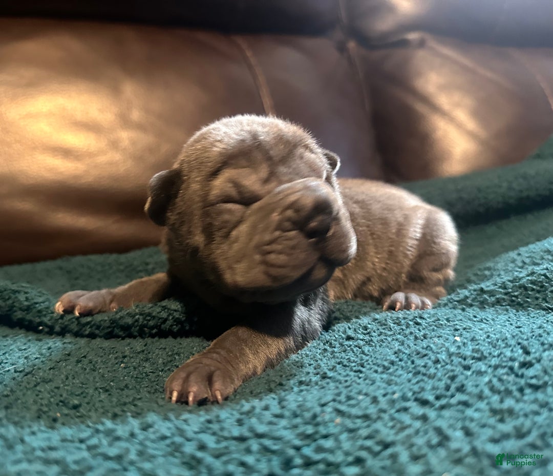 Shar Pei dogs for sale: Scarlett - Ad 4