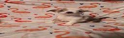 Chihuahua dogs for sale: Girl Merle - Ad 3