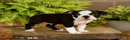 Boston Terrier dogs for sale: Dani - Ad 2