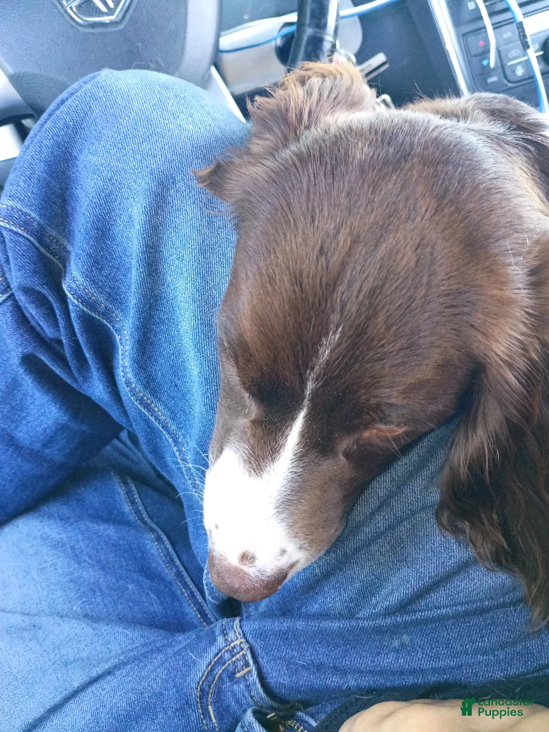 English Springer Spaniel dogs for sale: English Springer Spaniel 1 - Ad 1