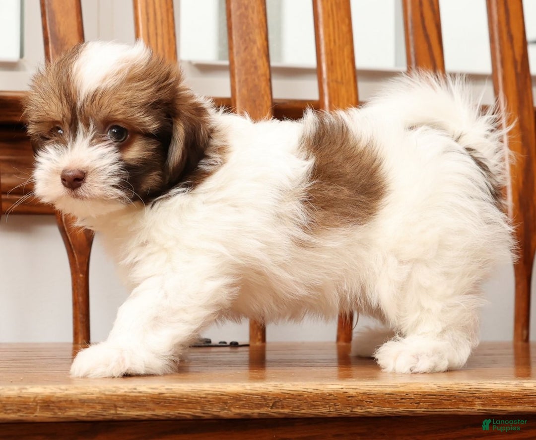 Havanese dogs for sale: Rex - Ad 6