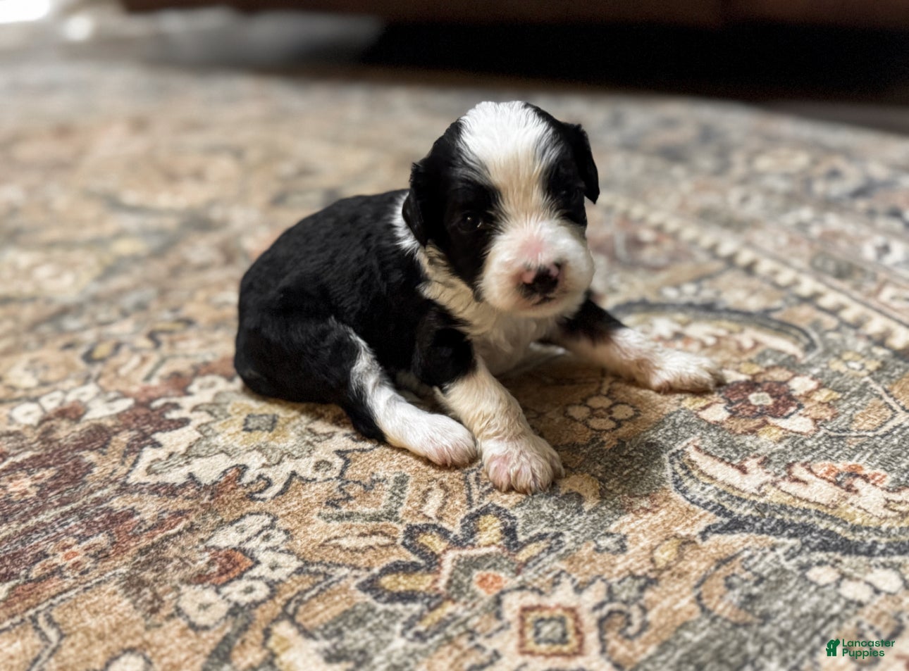 Ranger, Doodle / designer cross