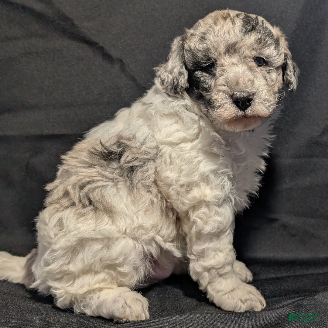 Mixed Breed dogs for sale: Connor  - Ad 7