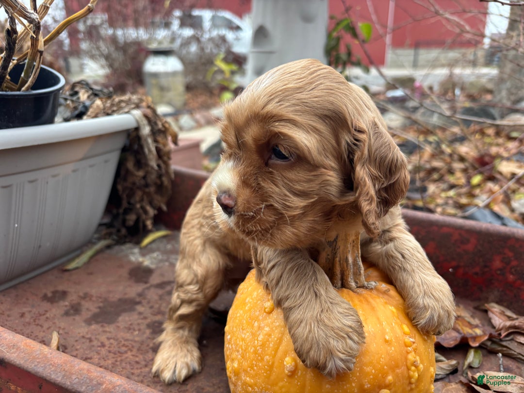 Cocker Spaniel dogs for sale: Dexter - Ad 4