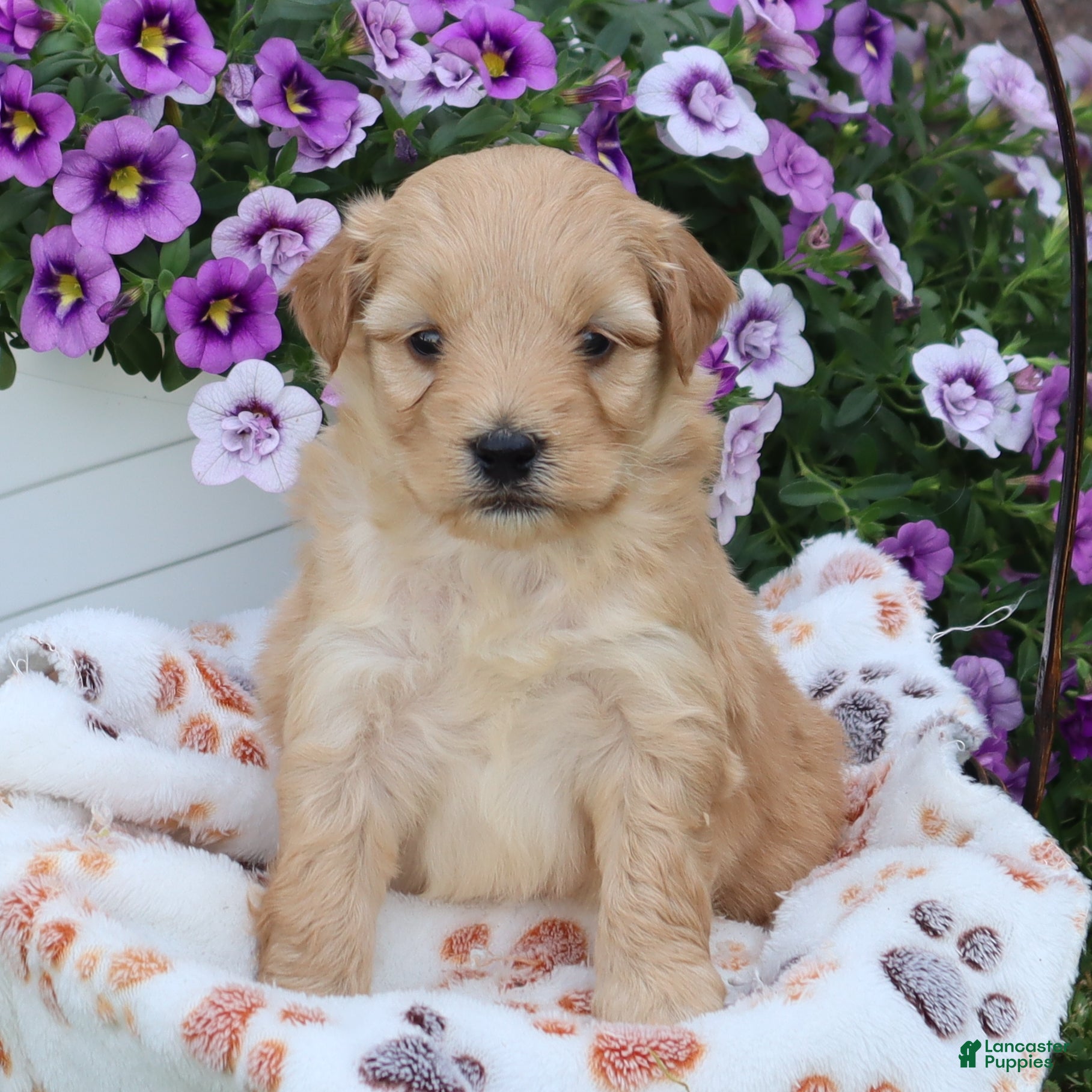 Mini Goldendoodle dogs Fritzy - Ad 1