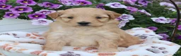 Mini Goldendoodle dogs for sale: Fritzy - Ad 1