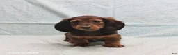 Dachshund dogs for sale: April - Ad 3