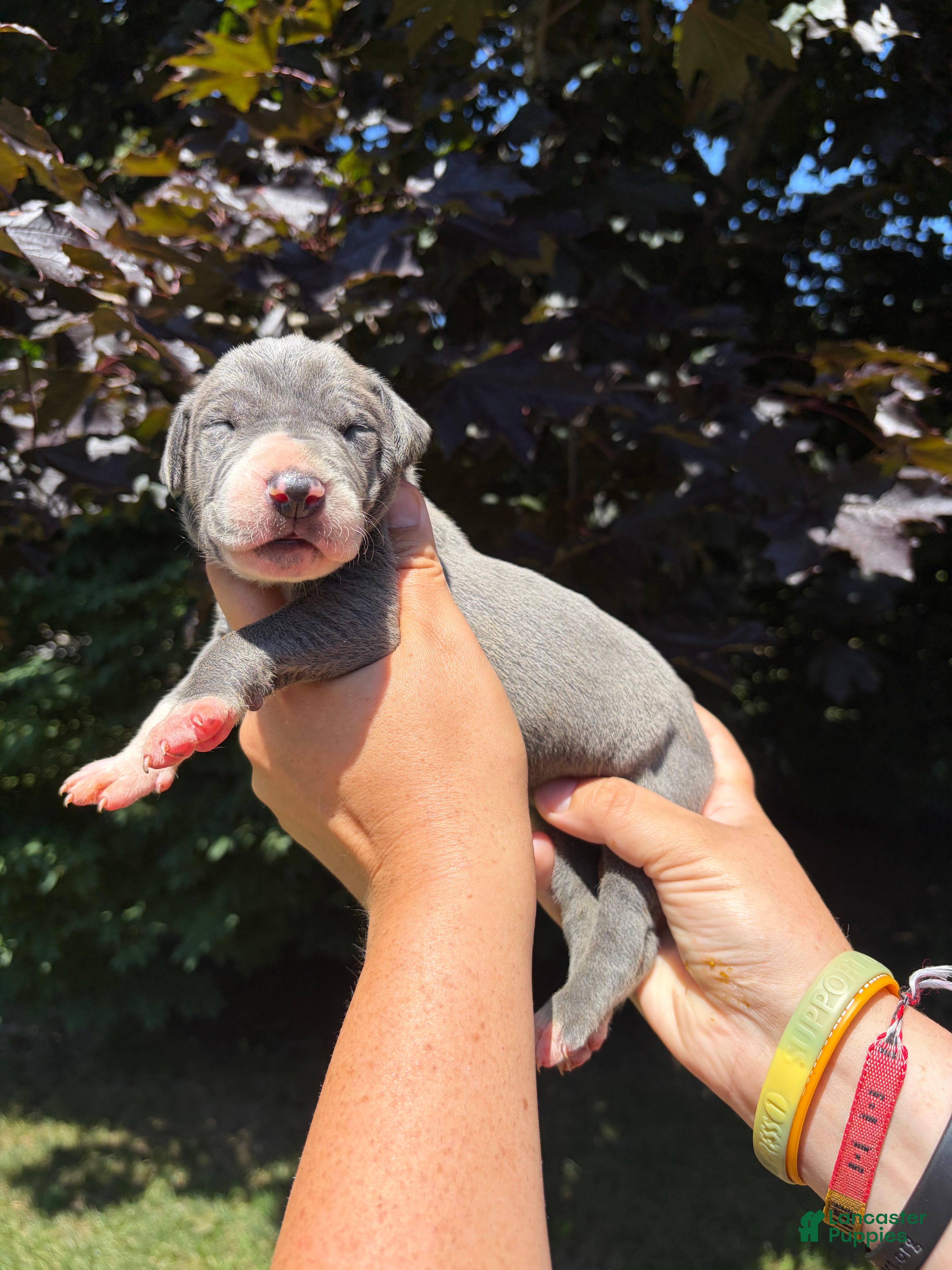 Great Dane dogs Dakota - Ad 1