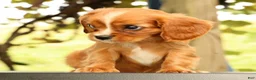 Cavalier King Charles Spaniel dogs for sale: Vicky - Ad 5