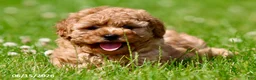 Shihpoo dogs for sale: Tinsel - Ad 4