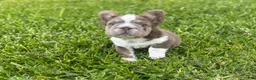 French Bulldog dogs for sale: Biscuit  - Ad 3