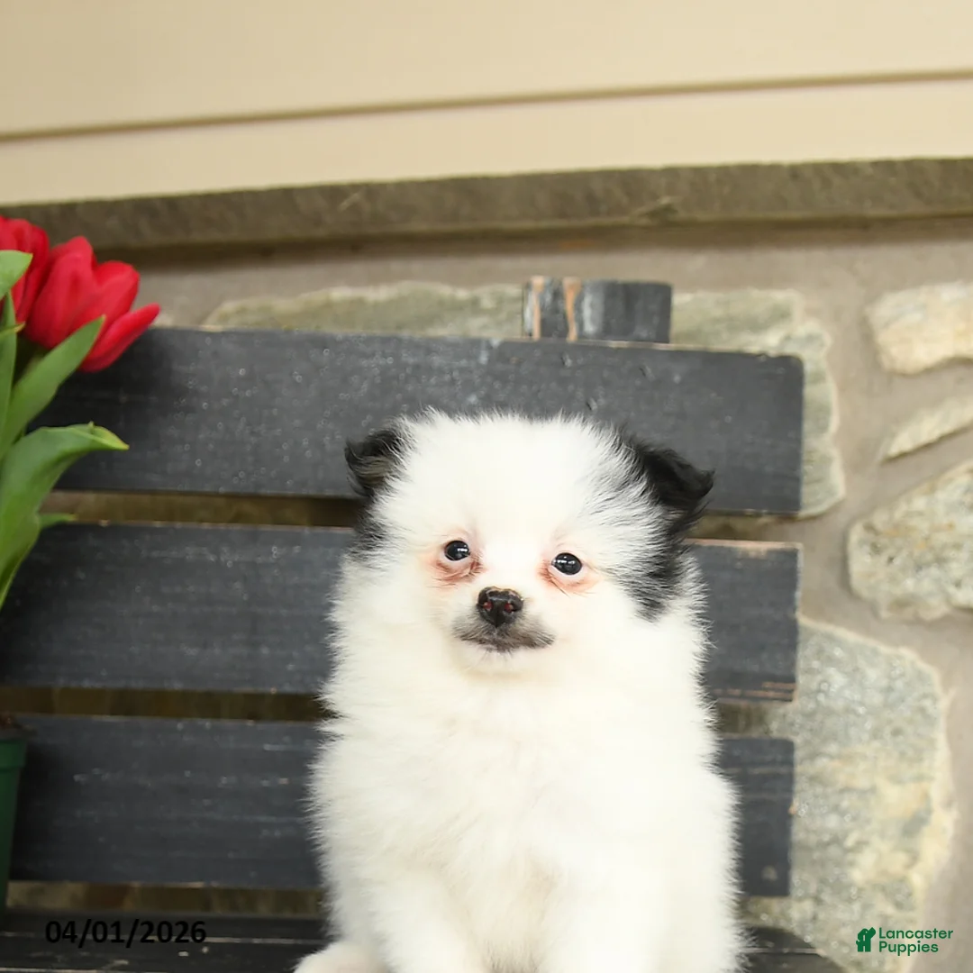 Pomeranian dogs for sale: Meg - Ad 3