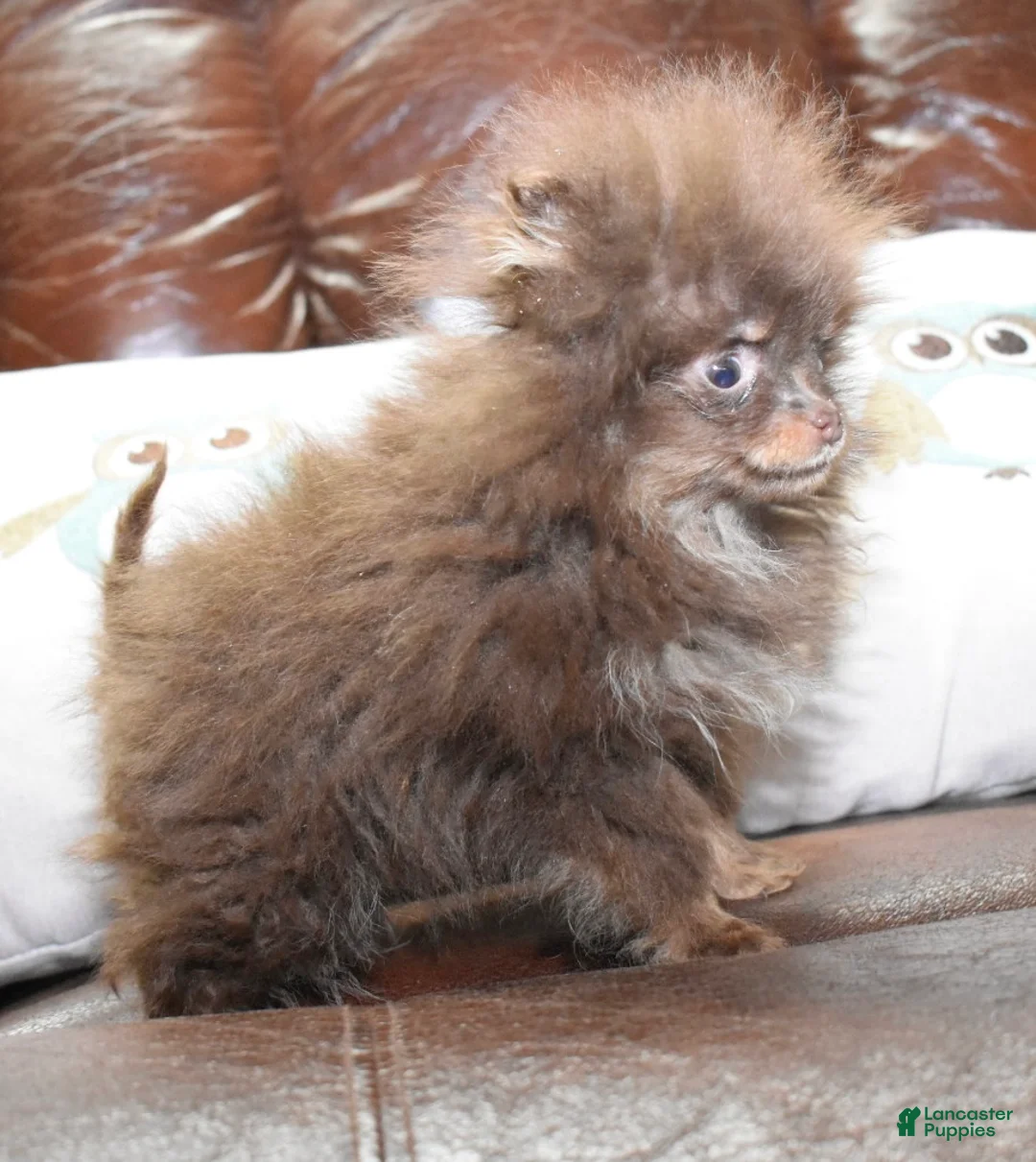 Pomeranian dogs for sale: Pomeranian Puppy 1 - Ad 4