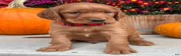 Irish Setter dogs for sale: Harrison - Ad 15