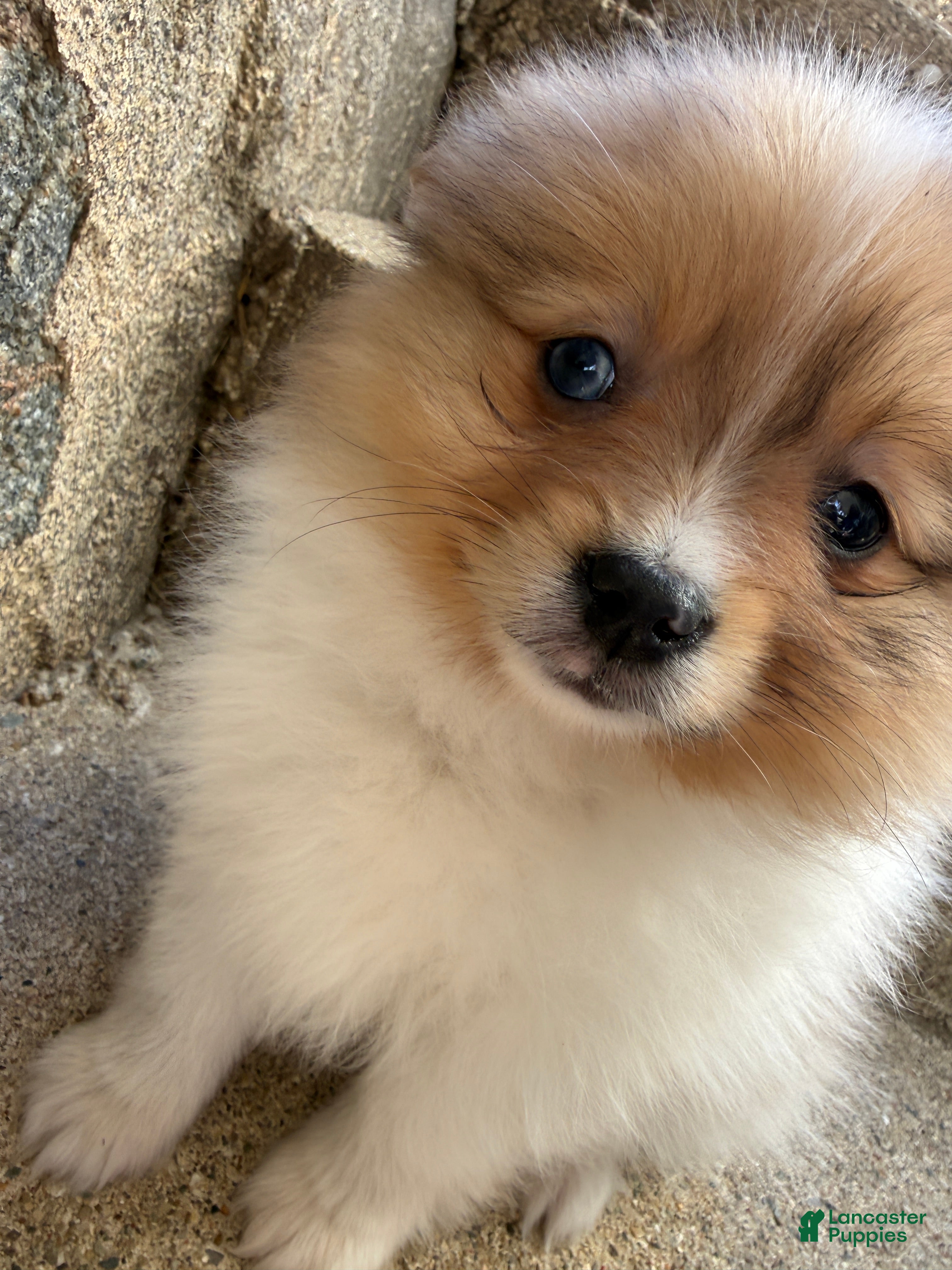 Pomeranian dogs Jakobi - Ad 1