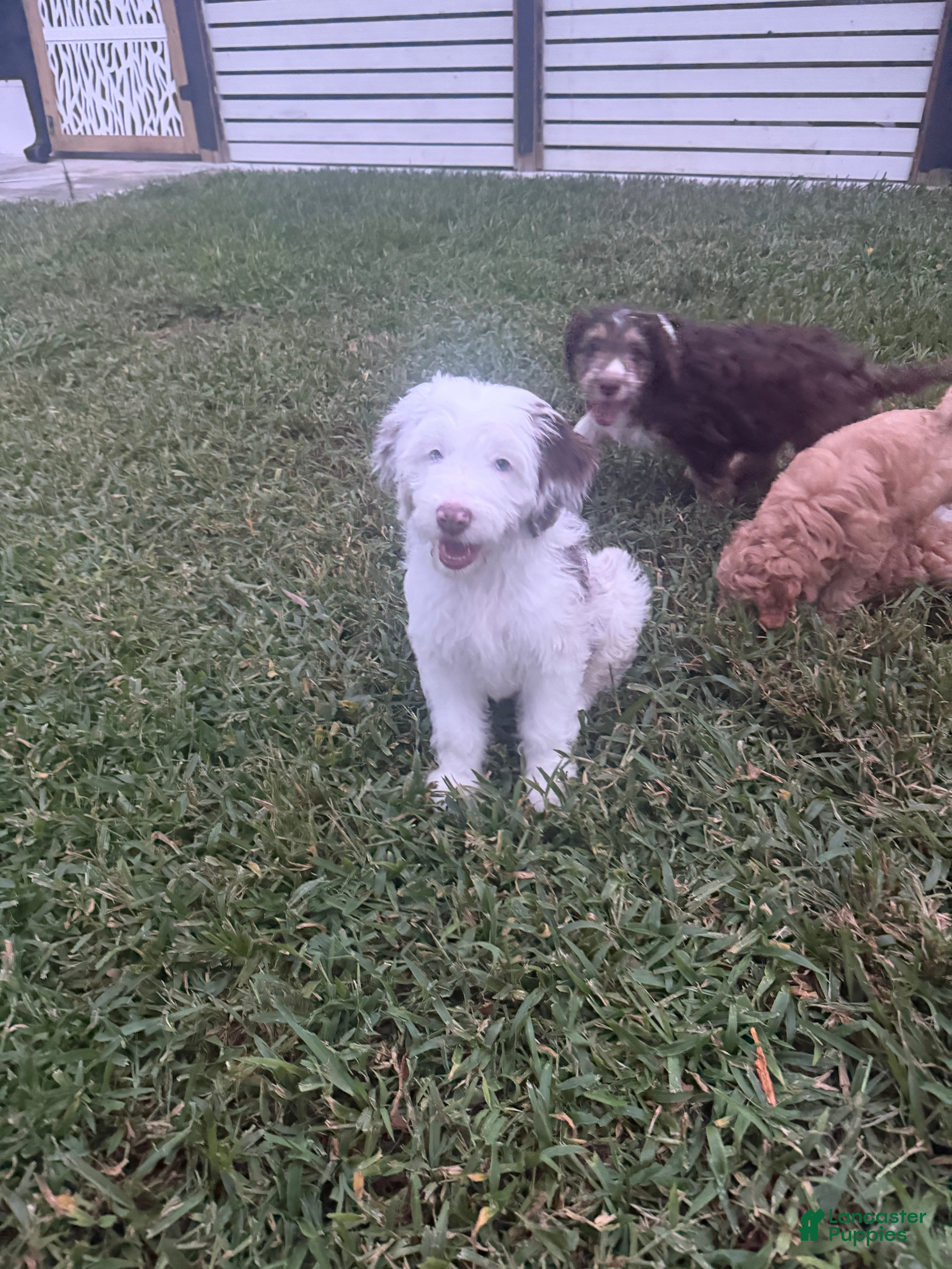 Aussiedoodle dogs Aussiedoodle 1 - Ad 1