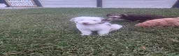 Aussiedoodle dogs for sale: Aussiedoodle 1 - Ad 1