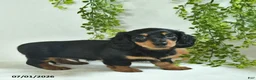 Miniature Dachshund dogs for sale: Garrett - Ad 4