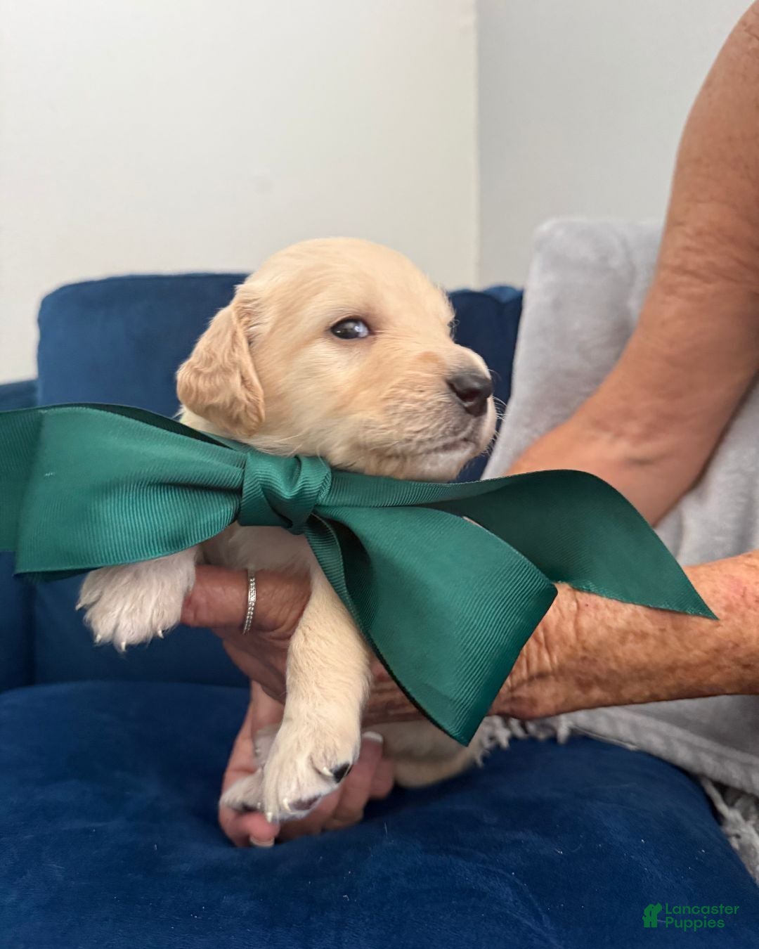 Goldendoodle dogs Tito - Green Bow Boy - Ad 2